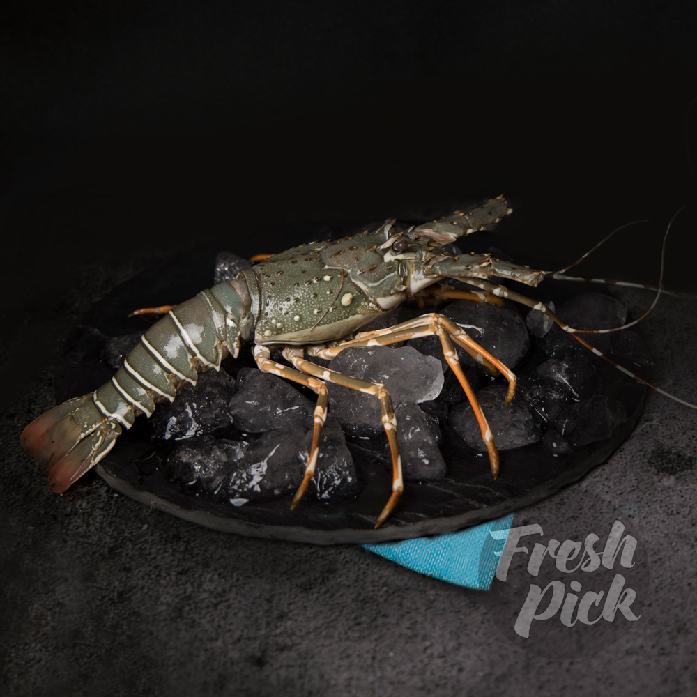 Lobster - 500g - 700g Large (1 piece)